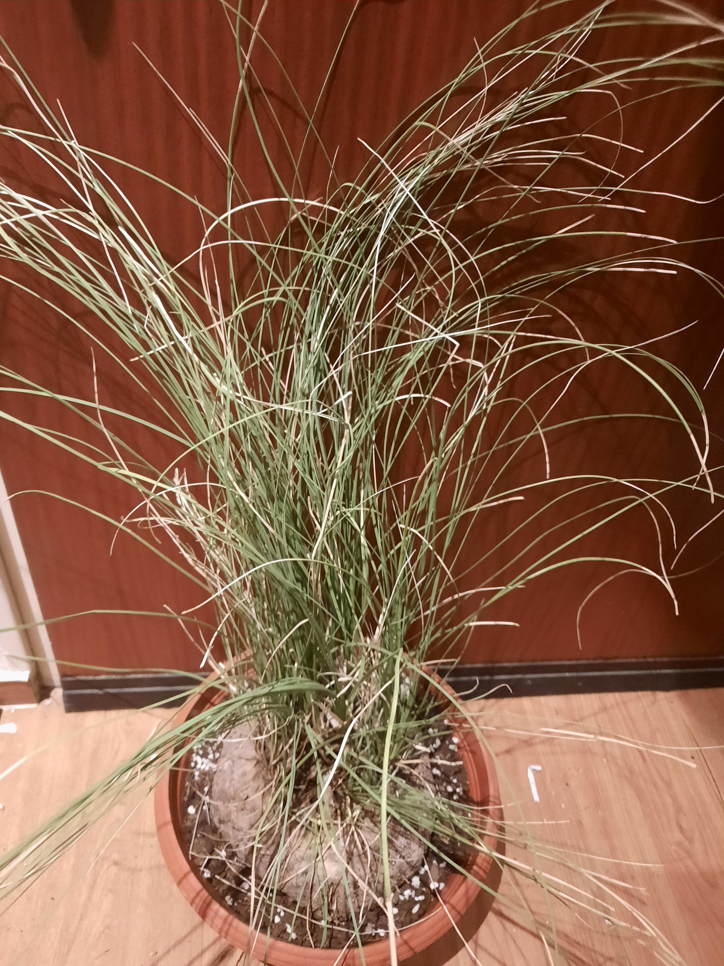Calibanus hookeri 18cm