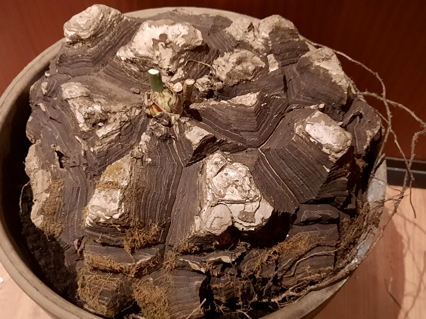 Dioscorea mexicana 28cm