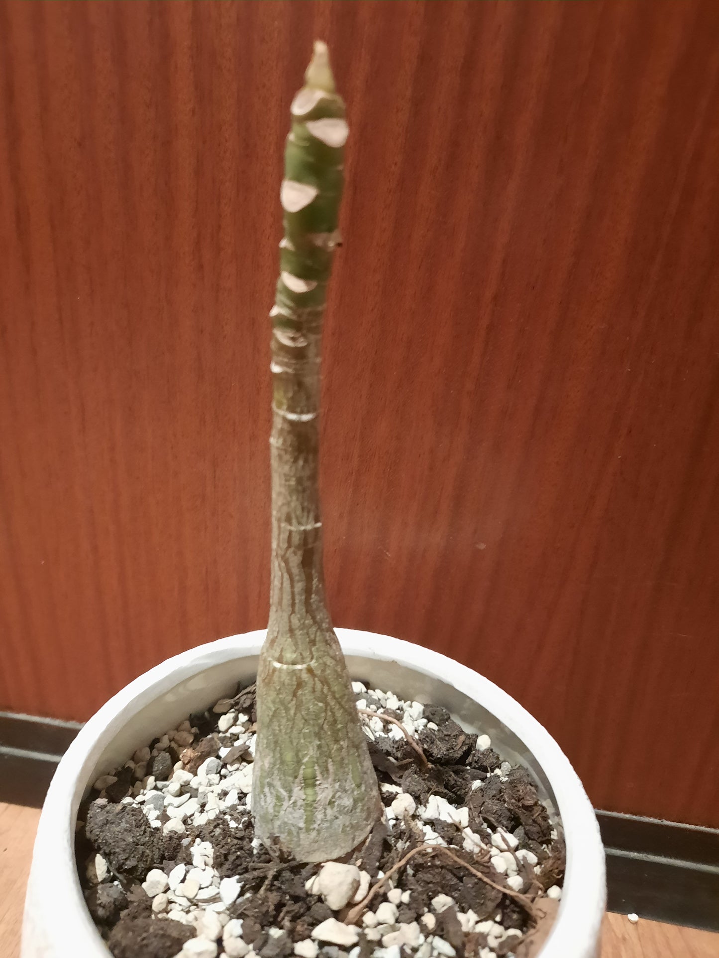 Bombax ellipticum 4cm