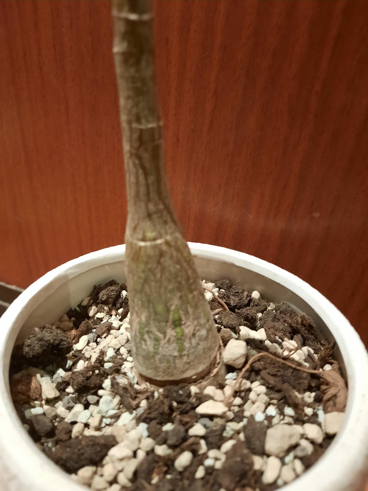 Bombax ellipticum 4cm