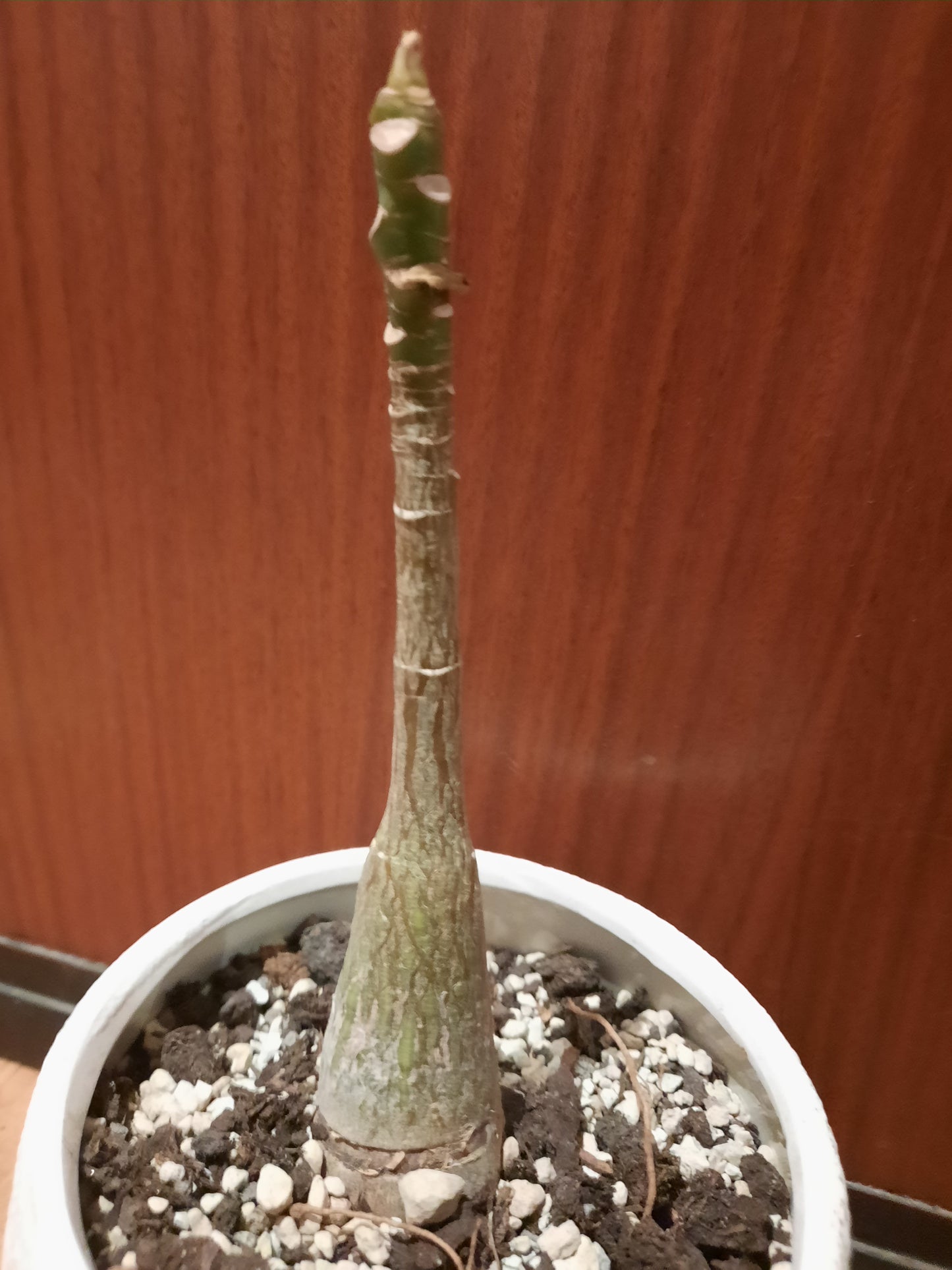 Bombax ellipticum 4cm