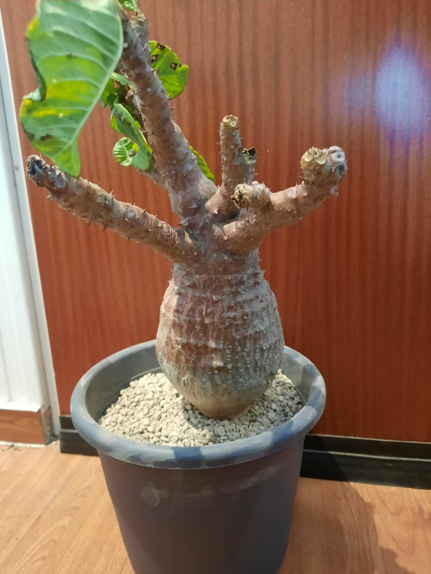 Pachypodium windsorii 35 cm