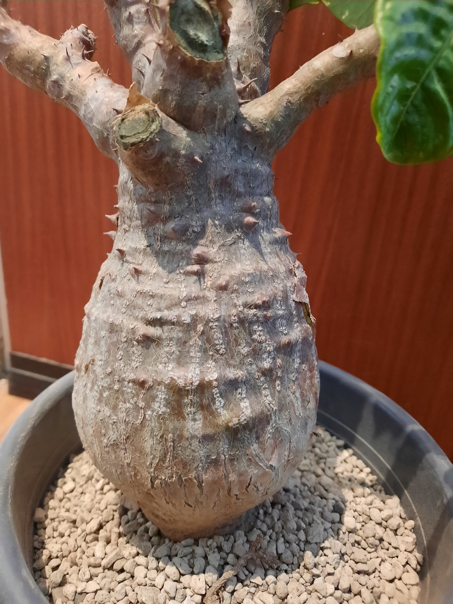 Pachypodium windsorii 35 cm