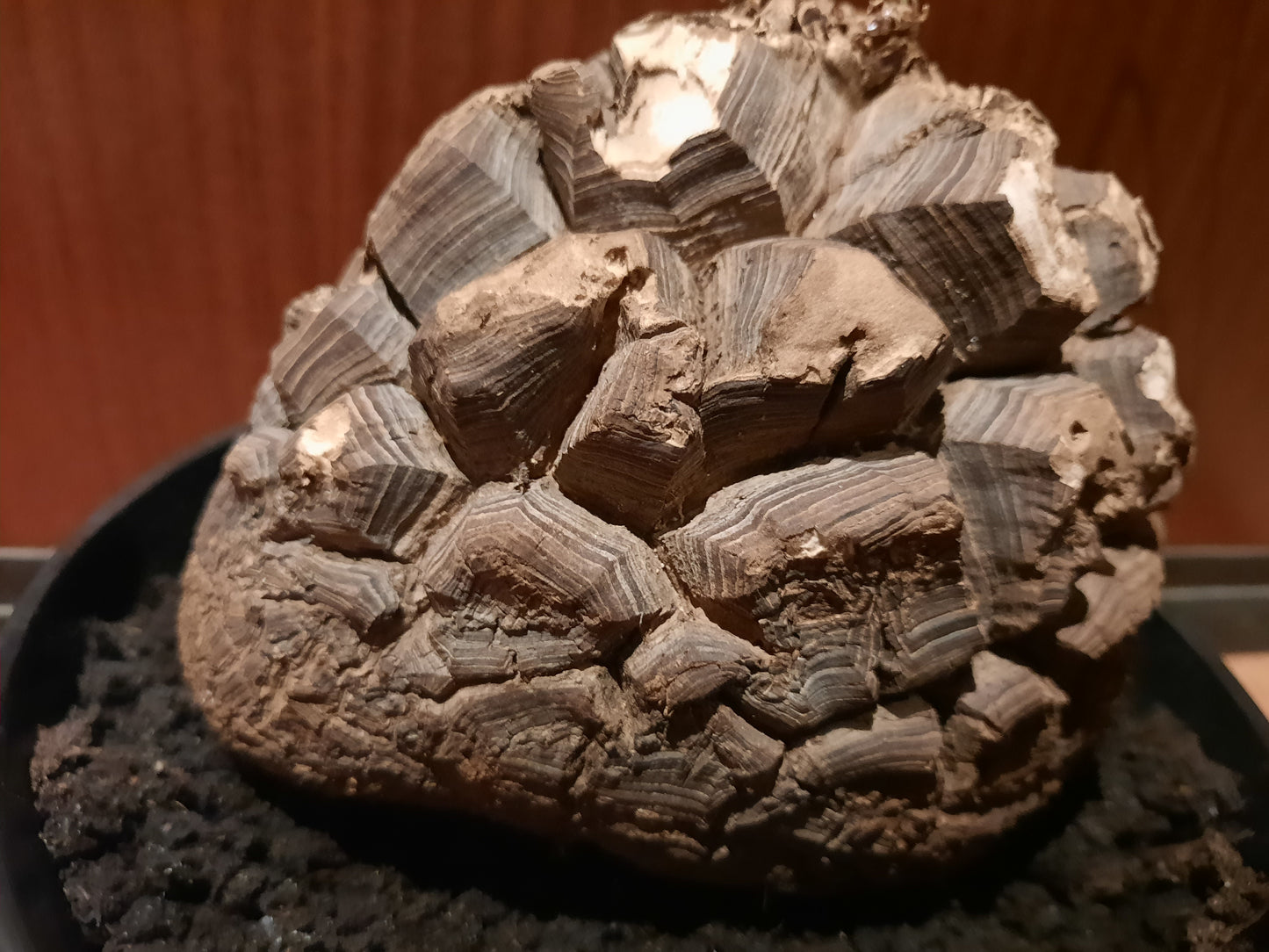 Dioscorea mexicana 16cm