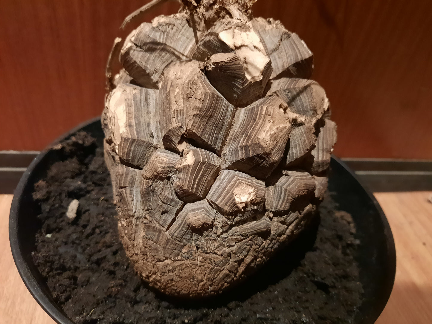 Dioscorea mexicana 16cm