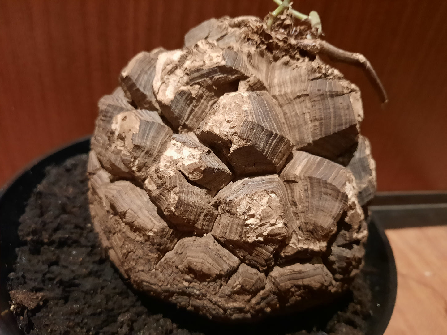 Dioscorea mexicana 16cm