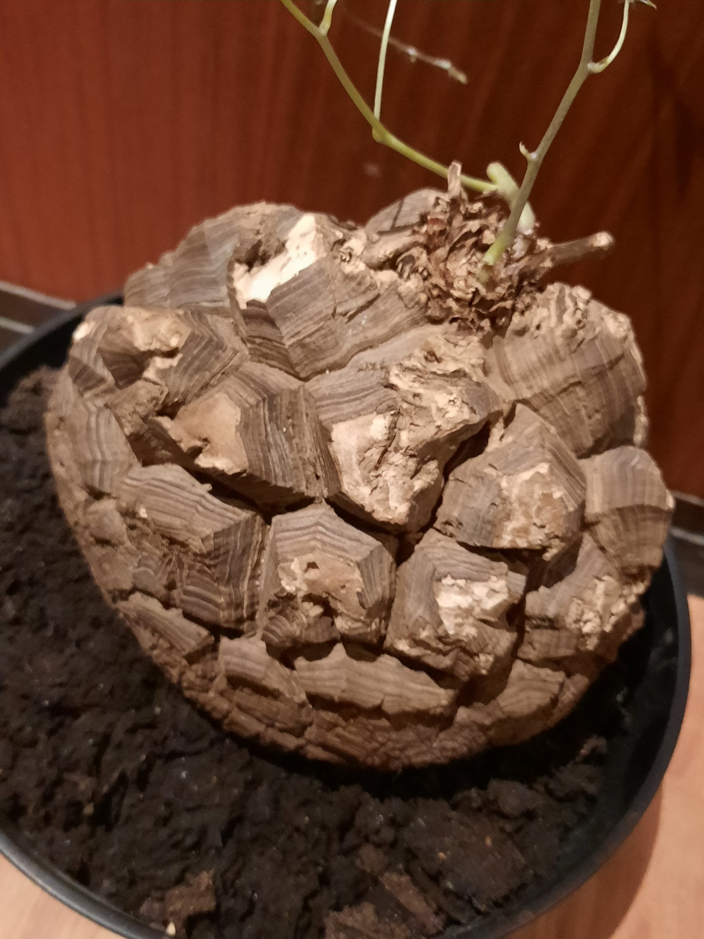 Dioscorea mexicana 16cm