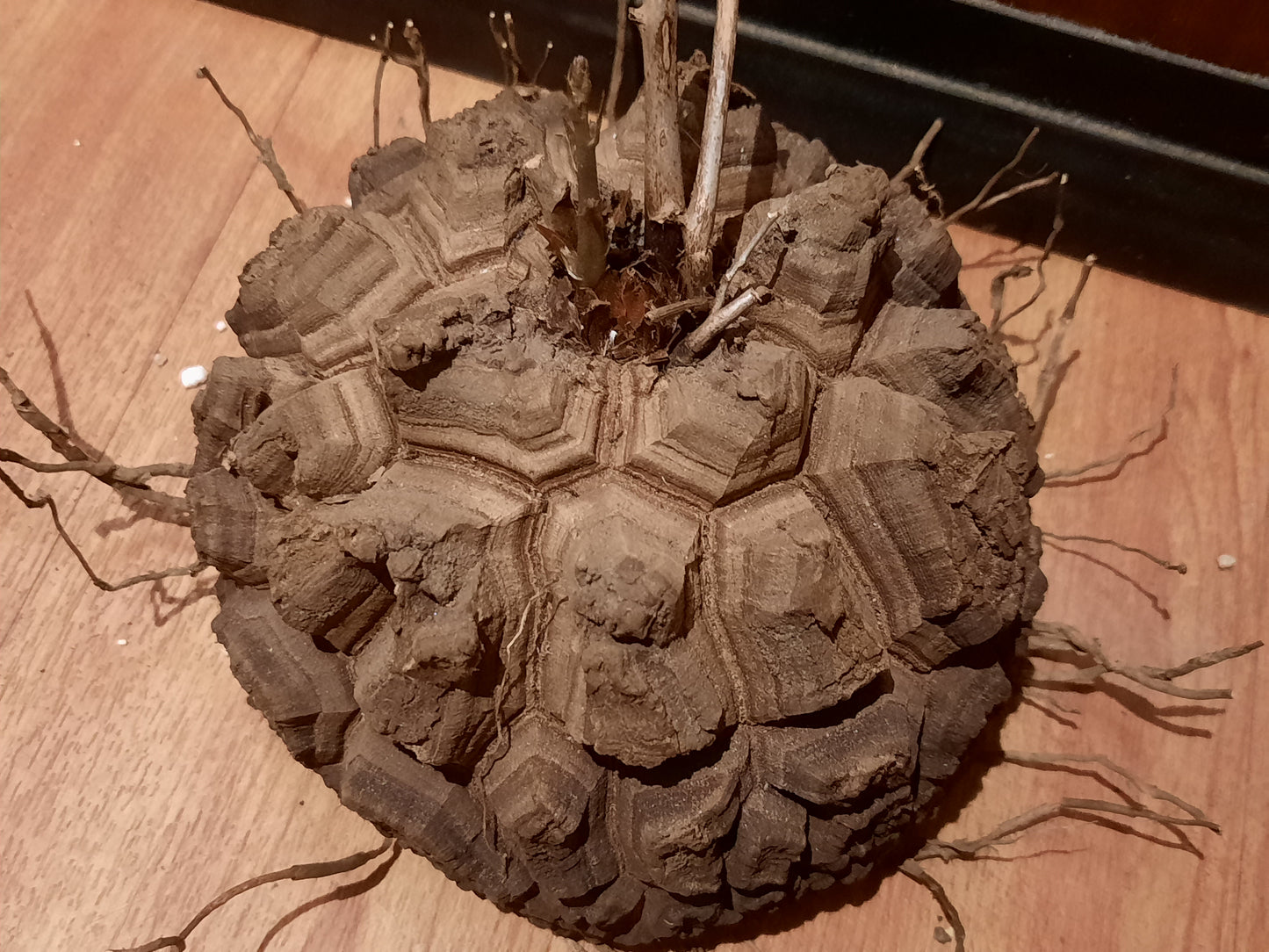 Dioscorea elephantipes 13cm