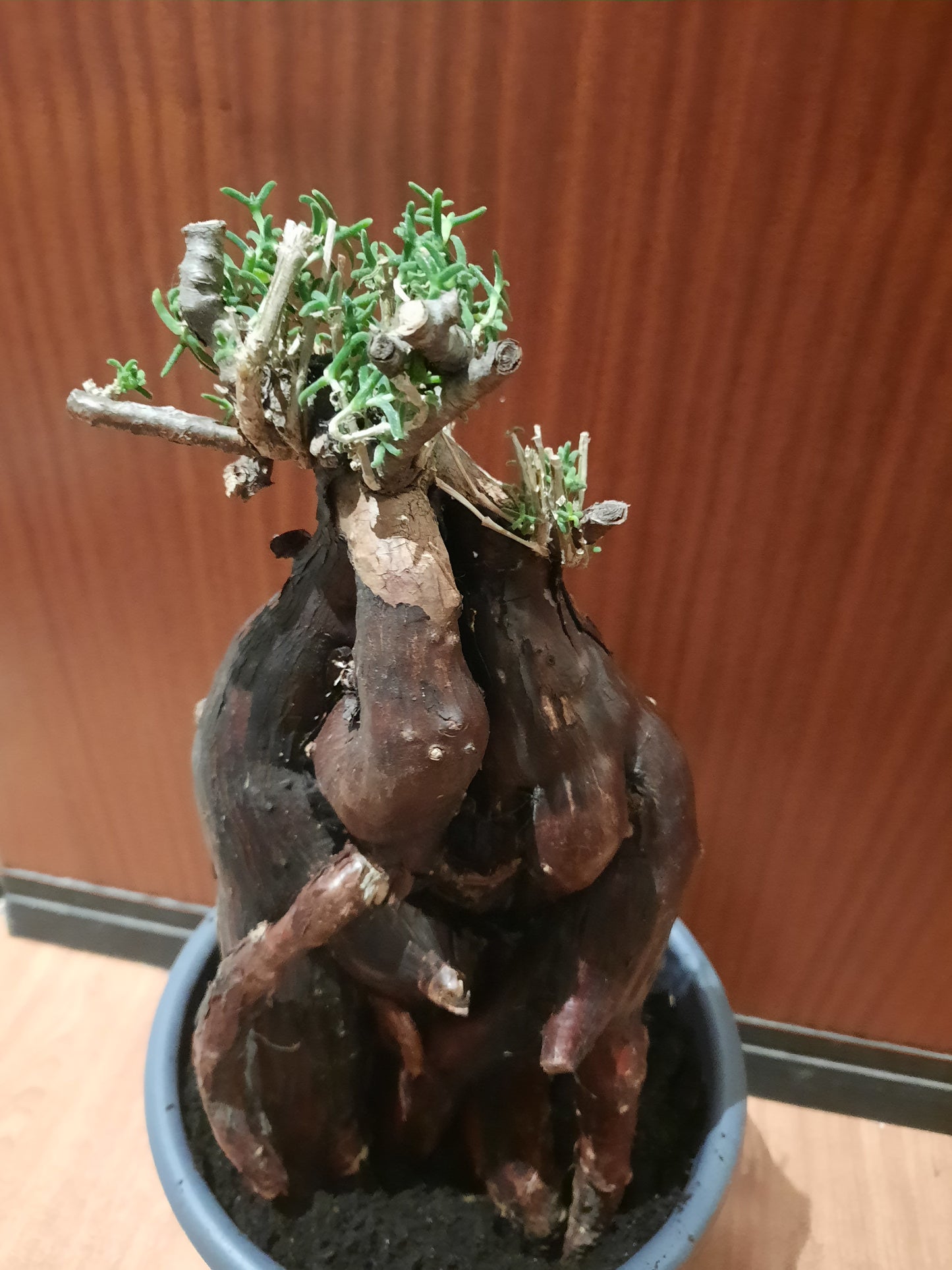 Mestoklema tuberosum 35cm