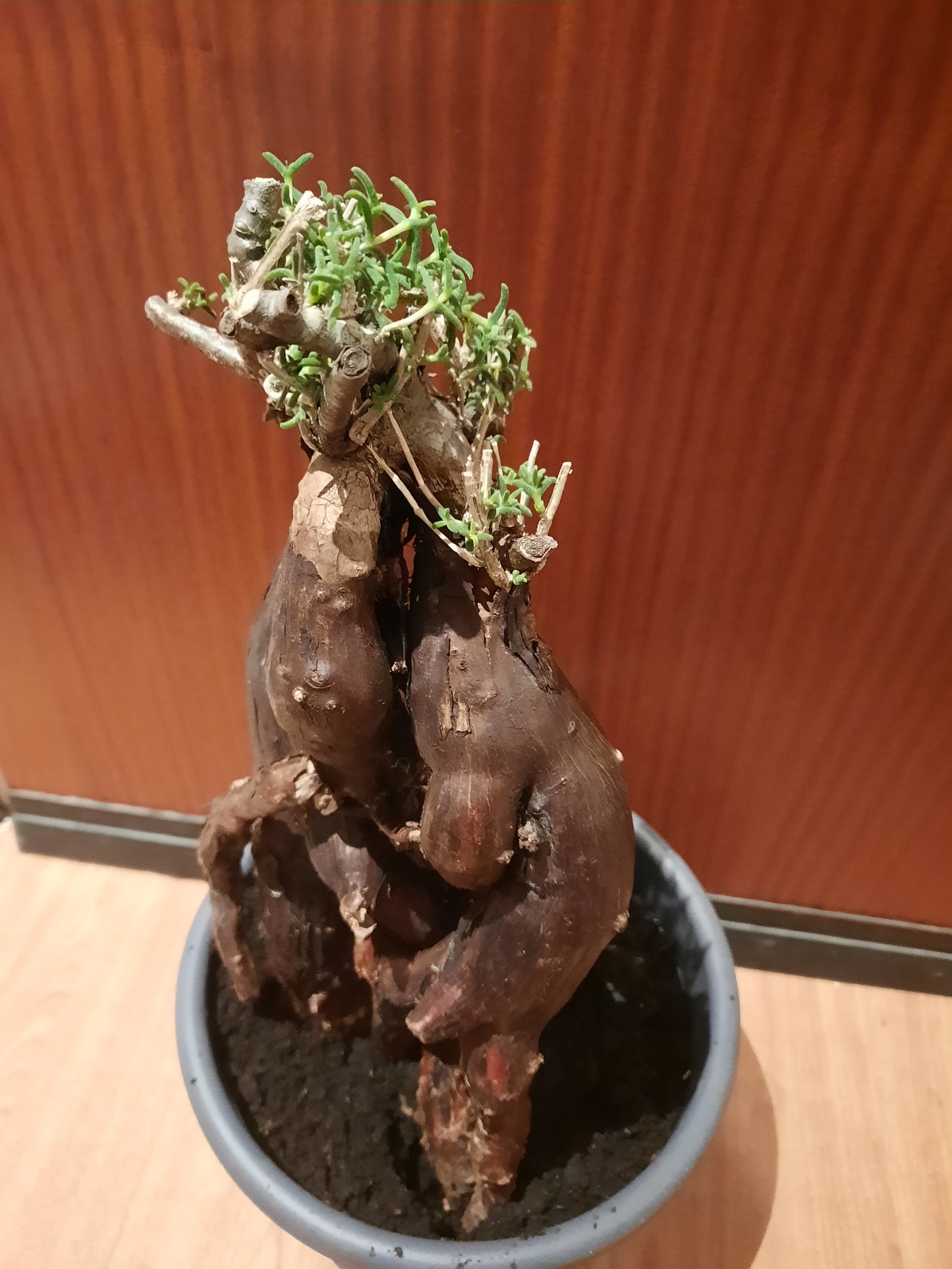 Mestoklema tuberosum 35cm