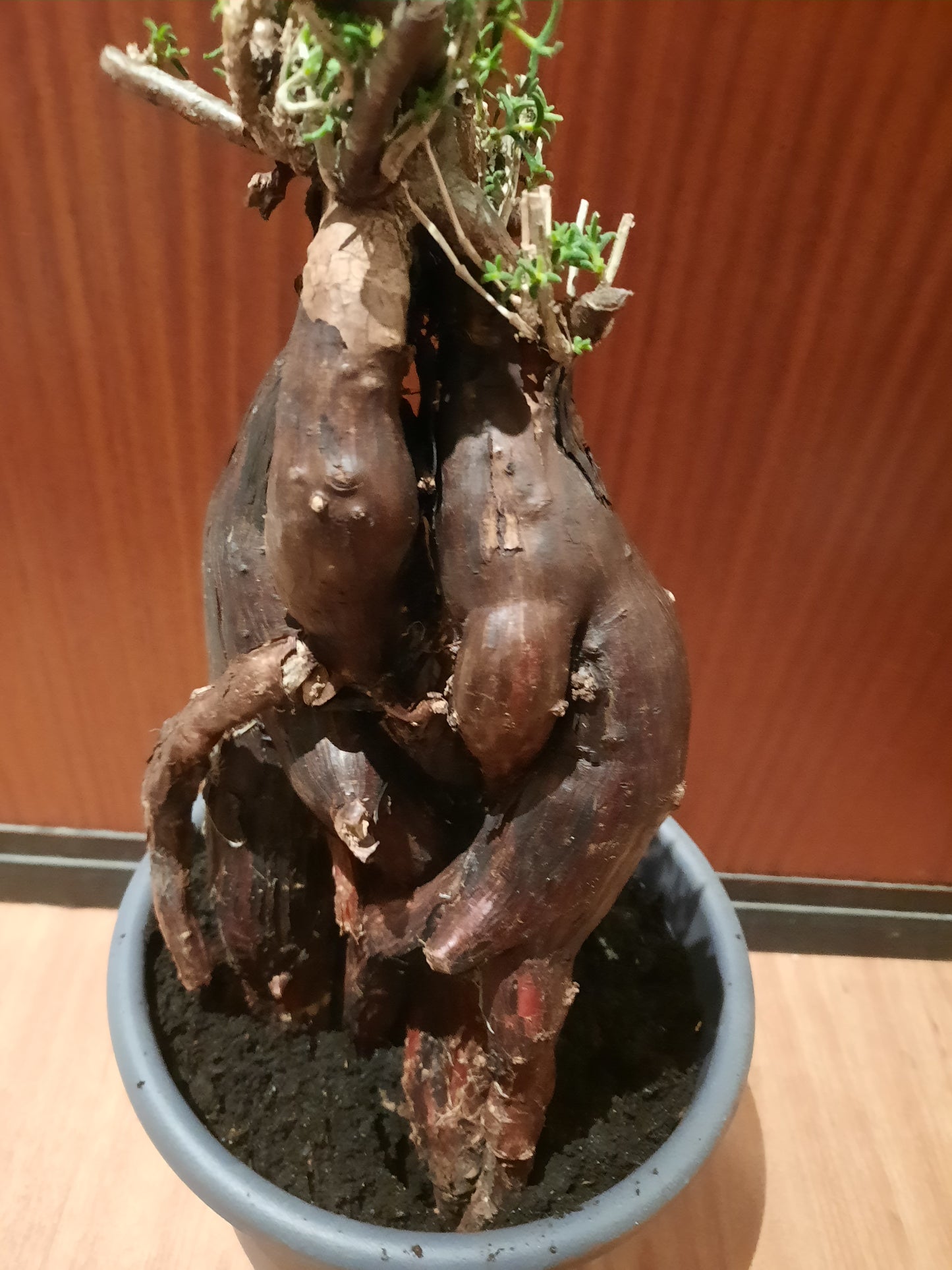 Mestoklema tuberosum 35cm