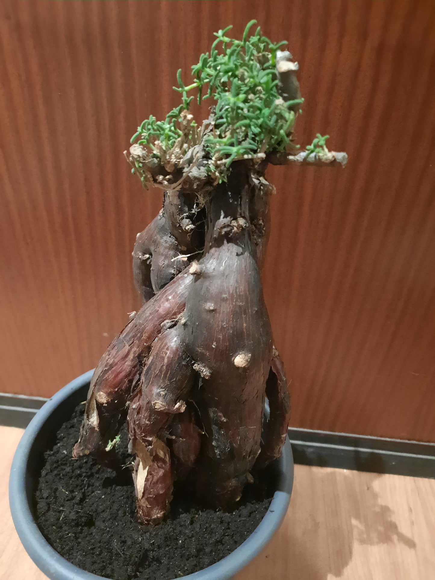 Mestoklema tuberosum 35cm