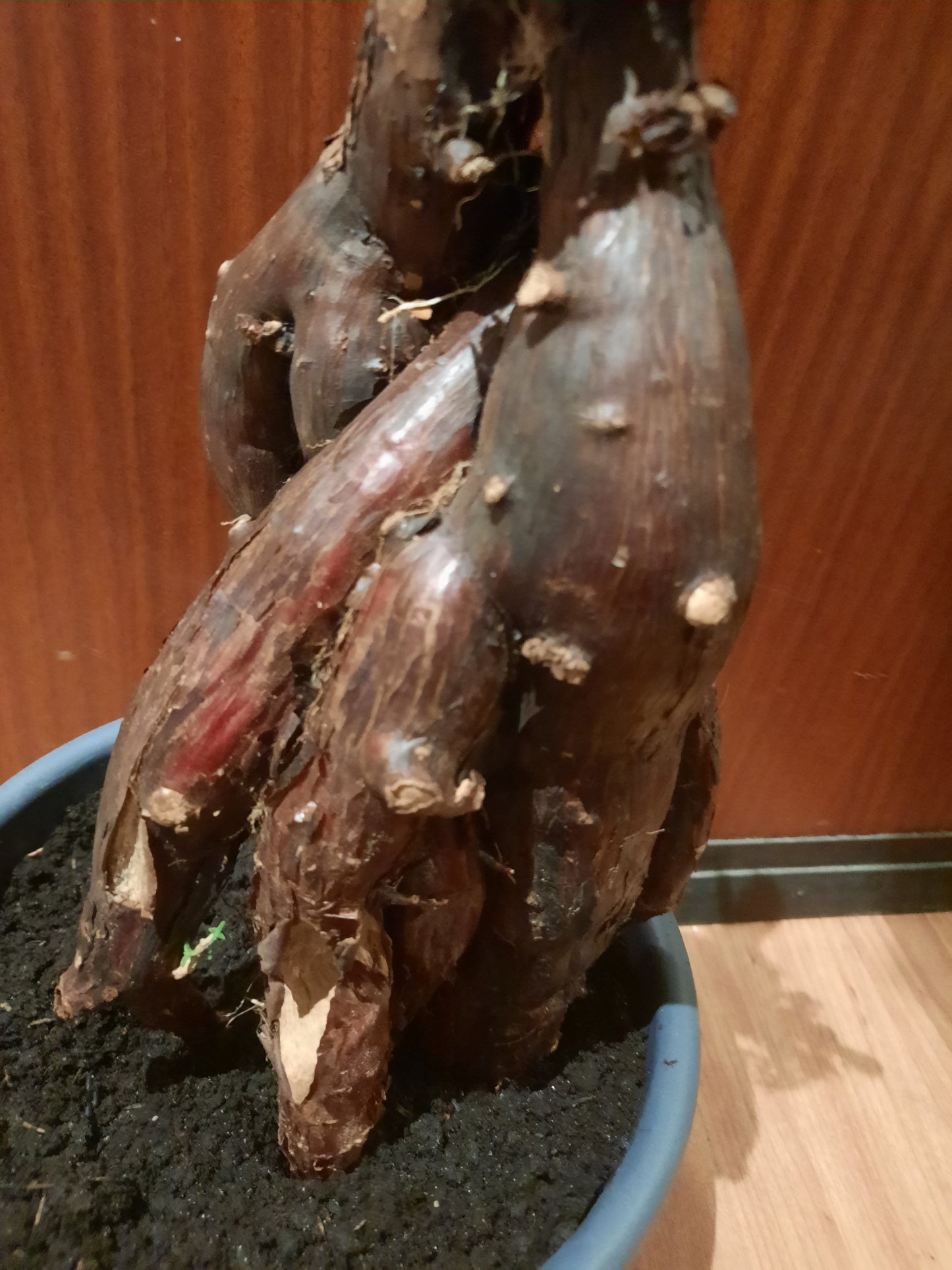 Mestoklema tuberosum 35cm
