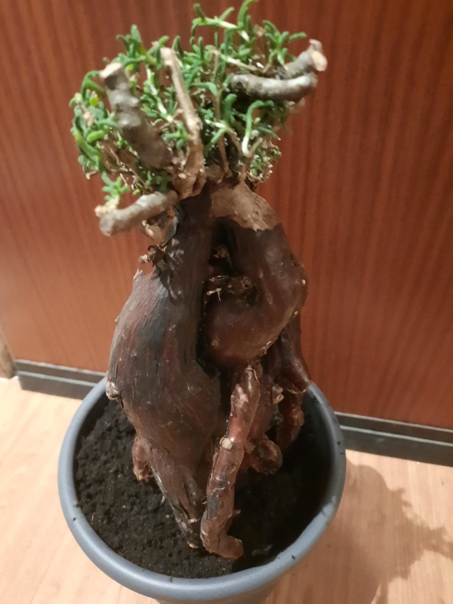 Mestoklema tuberosum 35cm
