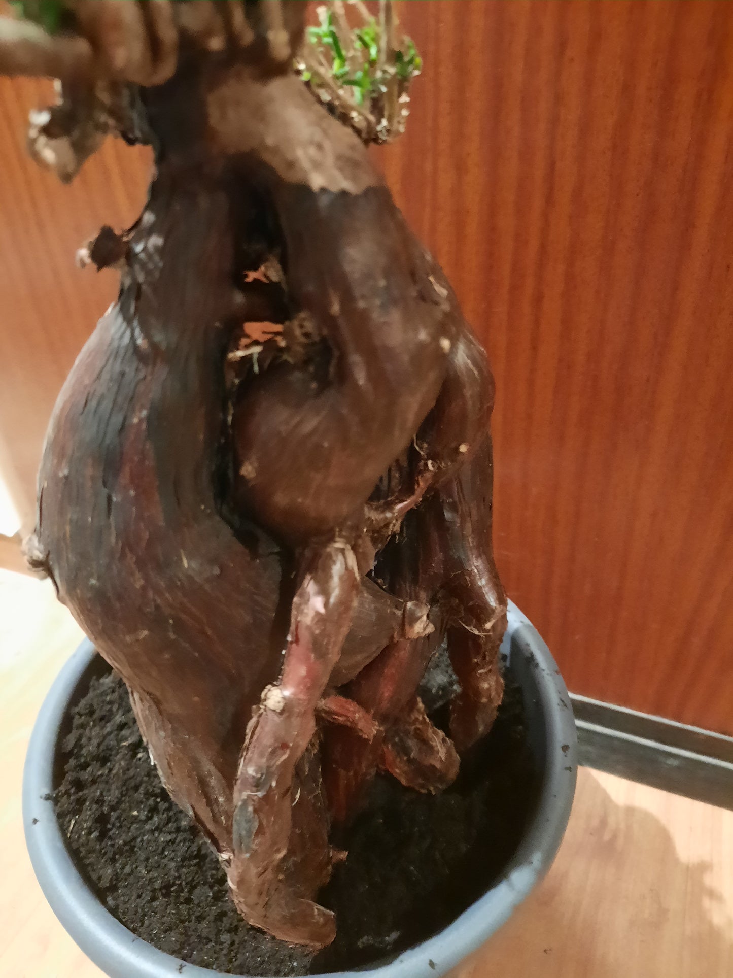 Mestoklema tuberosum 35cm