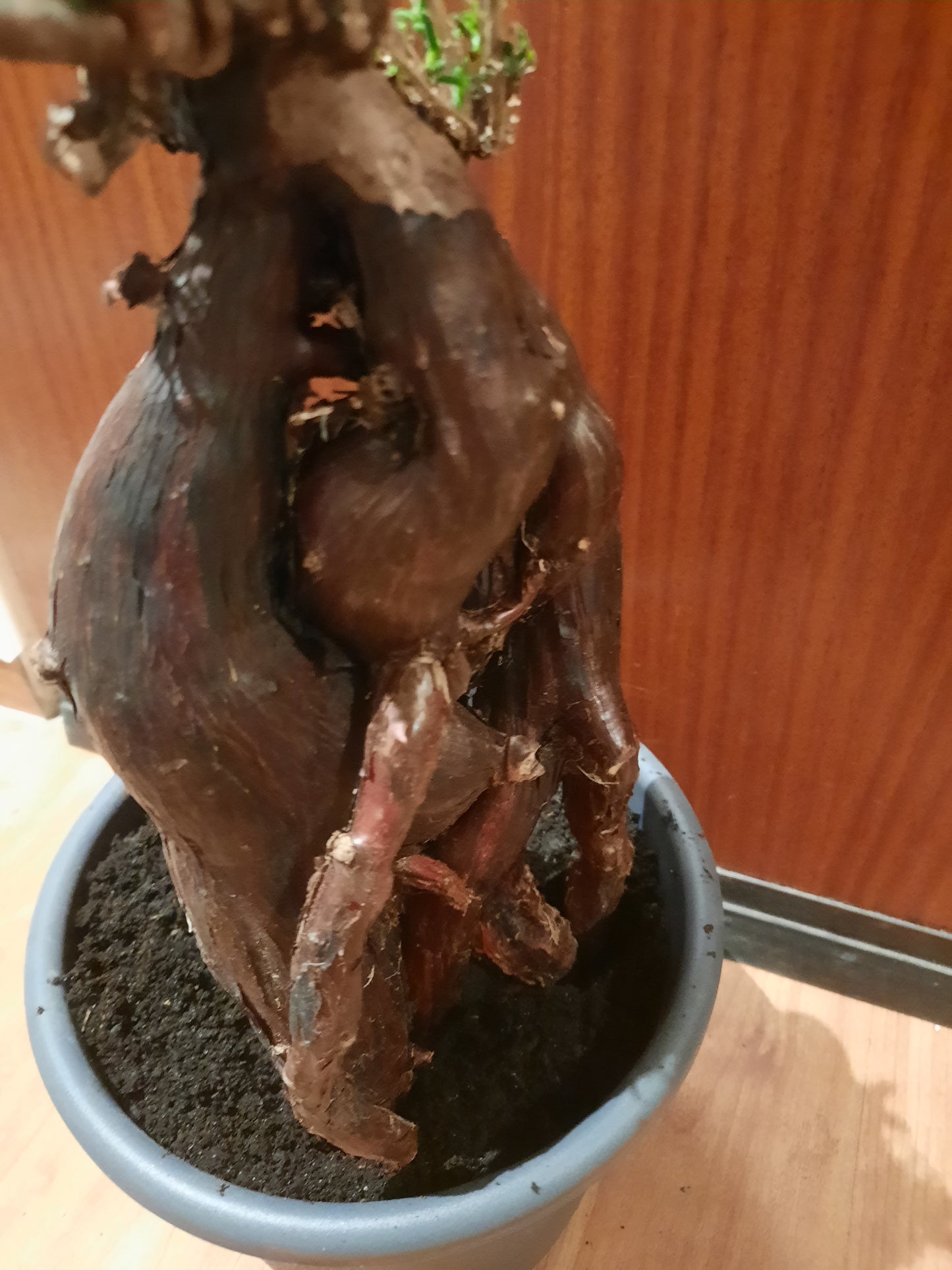 Mestoklema tuberosum 35cm