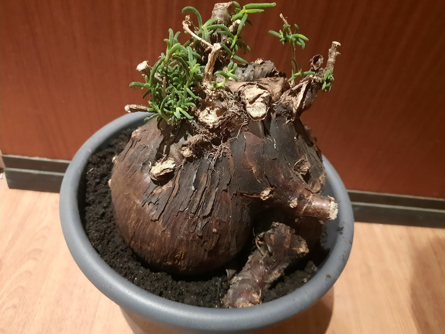 Mestoklema tuberosum 20cm