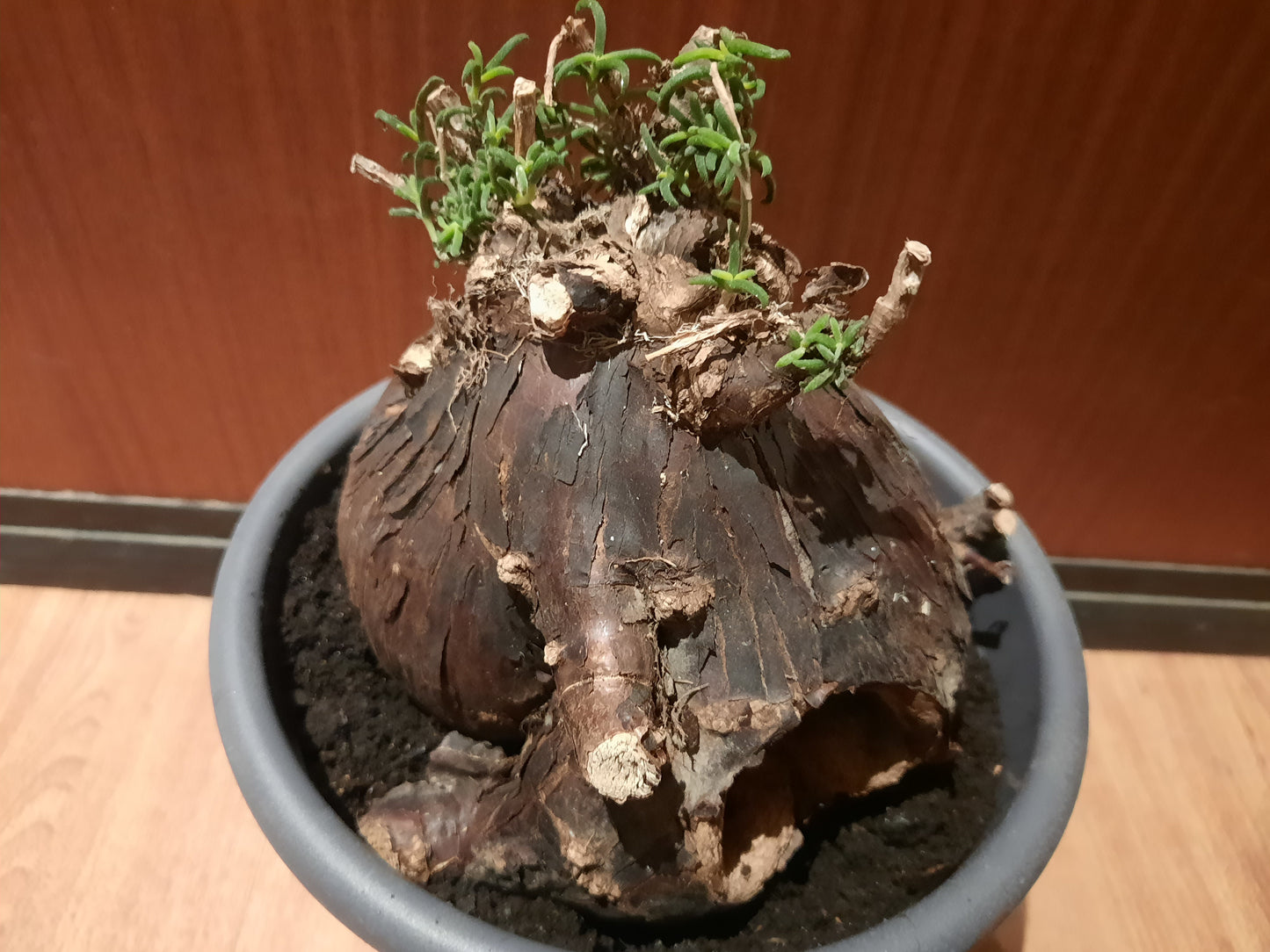 Mestoklema tuberosum 20cm