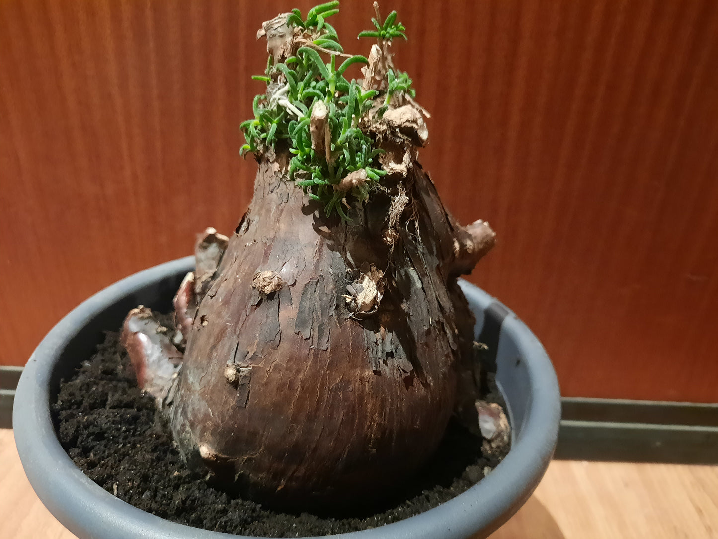 Mestoklema tuberosum 20cm