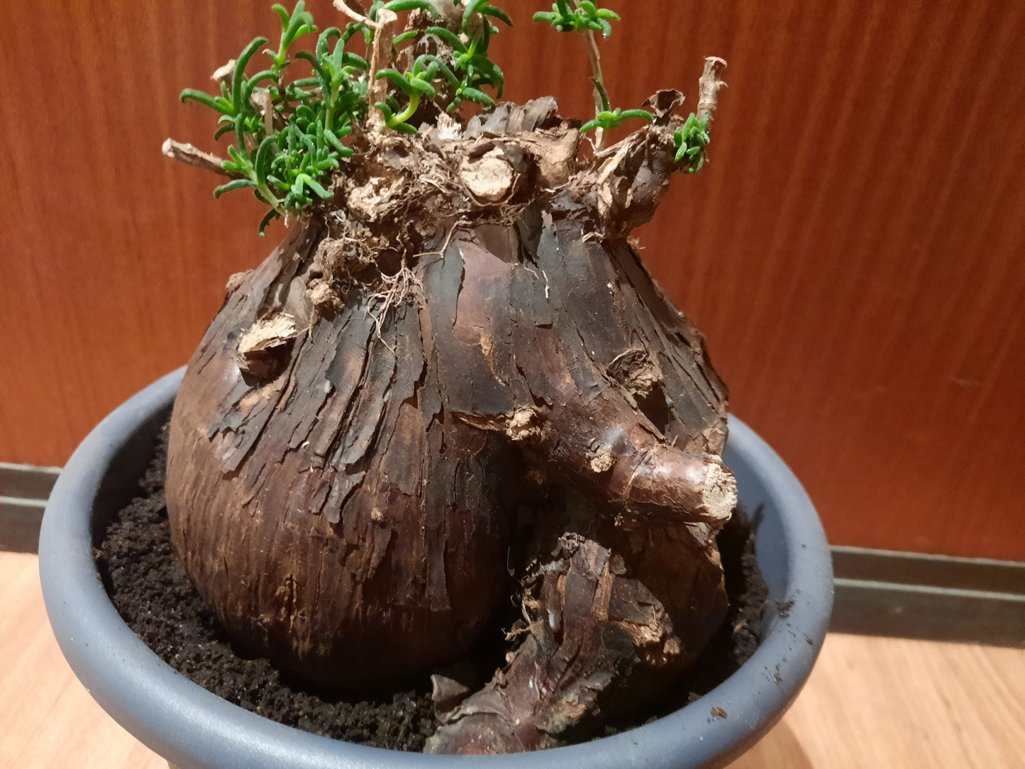 Mestoklema tuberosum 20cm