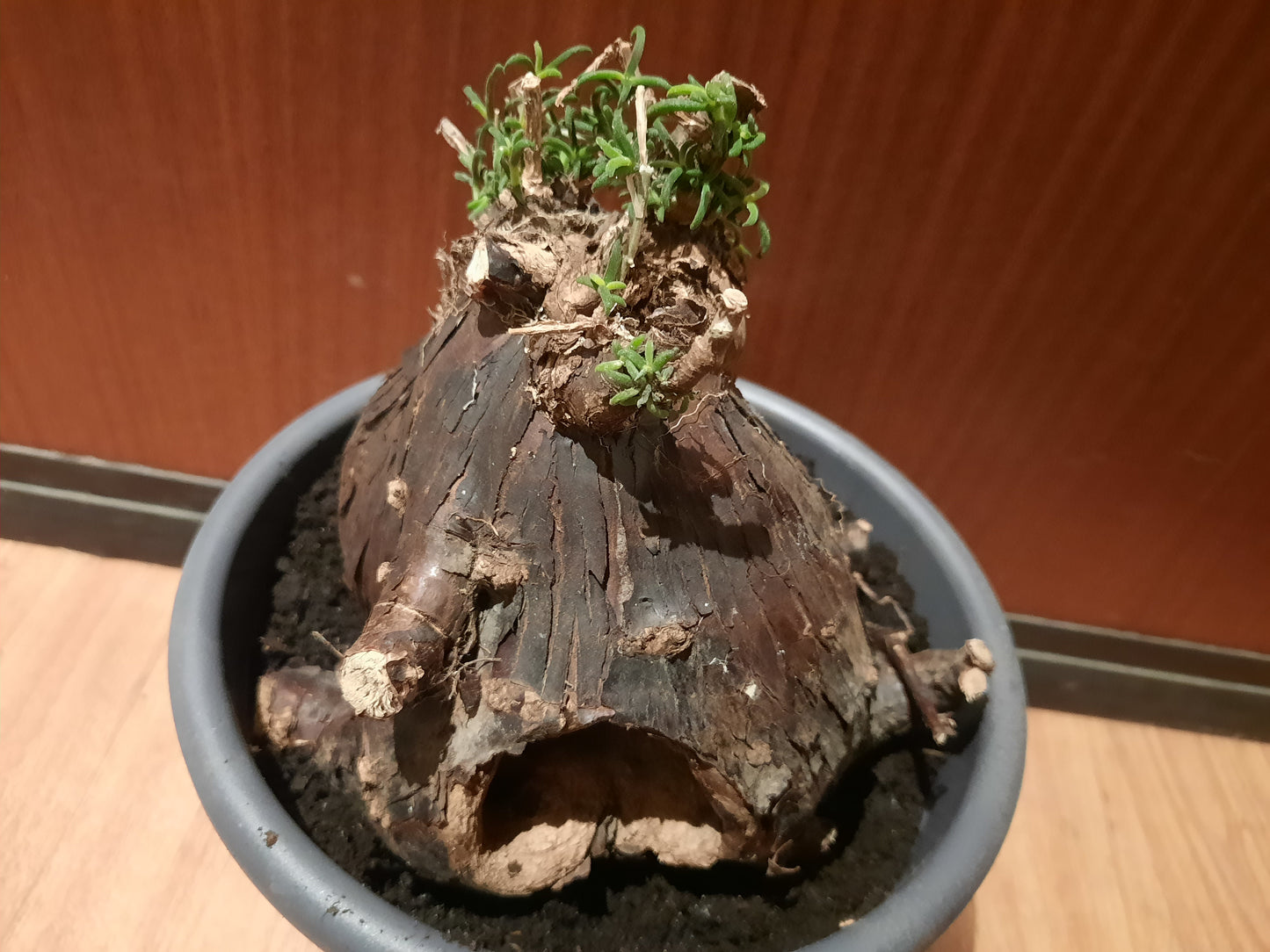 Mestoklema tuberosum 20cm