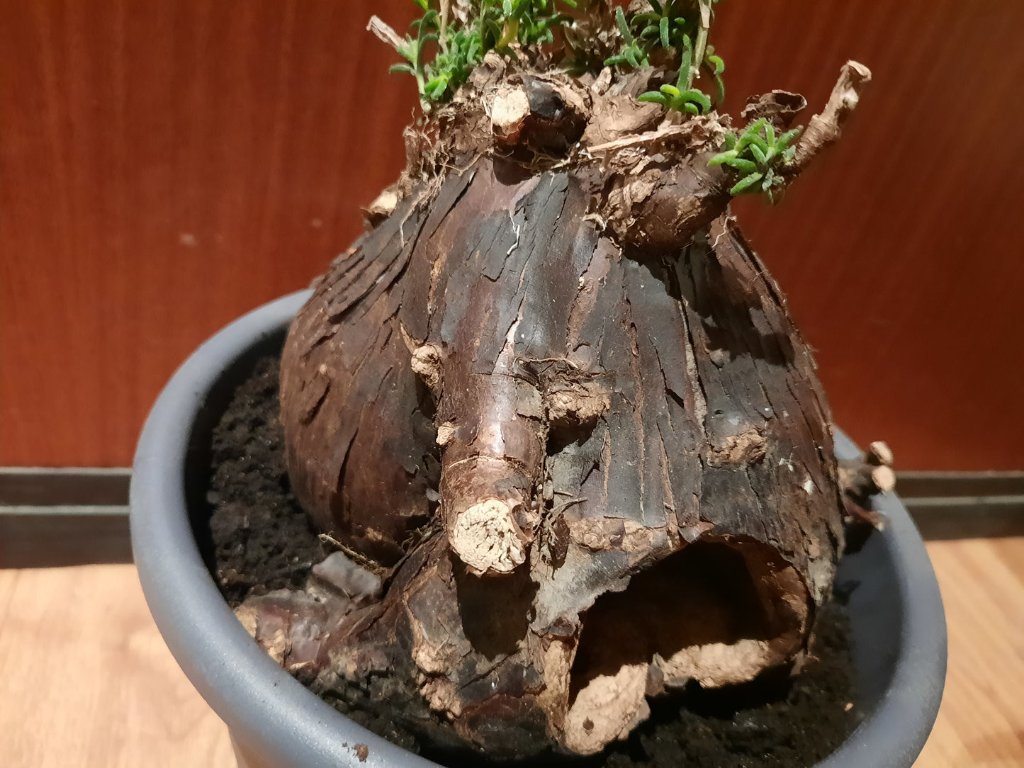 Mestoklema tuberosum 20cm