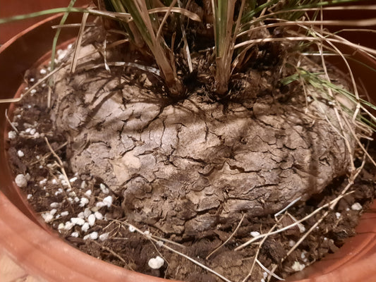 Calibanus hookeri 18cm