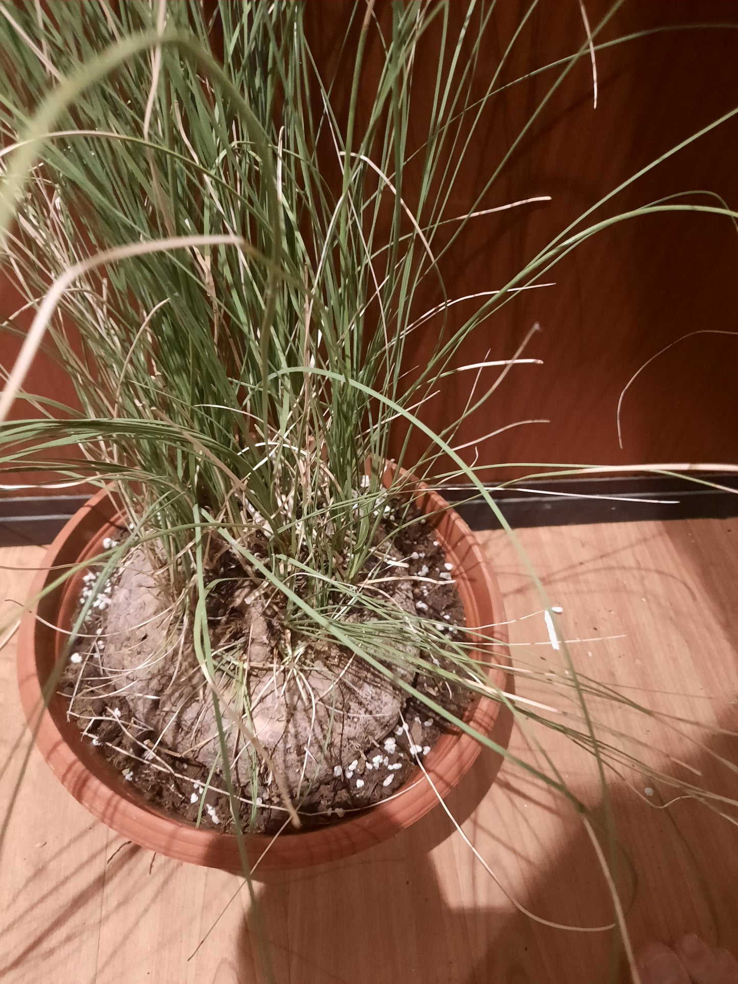 Calibanus hookeri 18cm