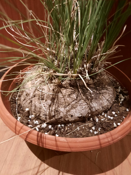 Calibanus hookeri 18cm