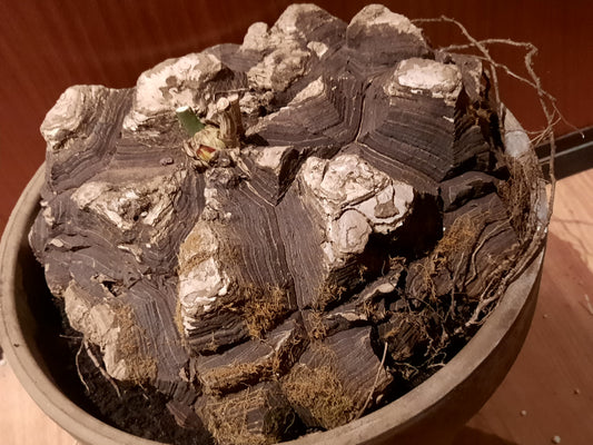 Dioscorea mexicana 28cm
