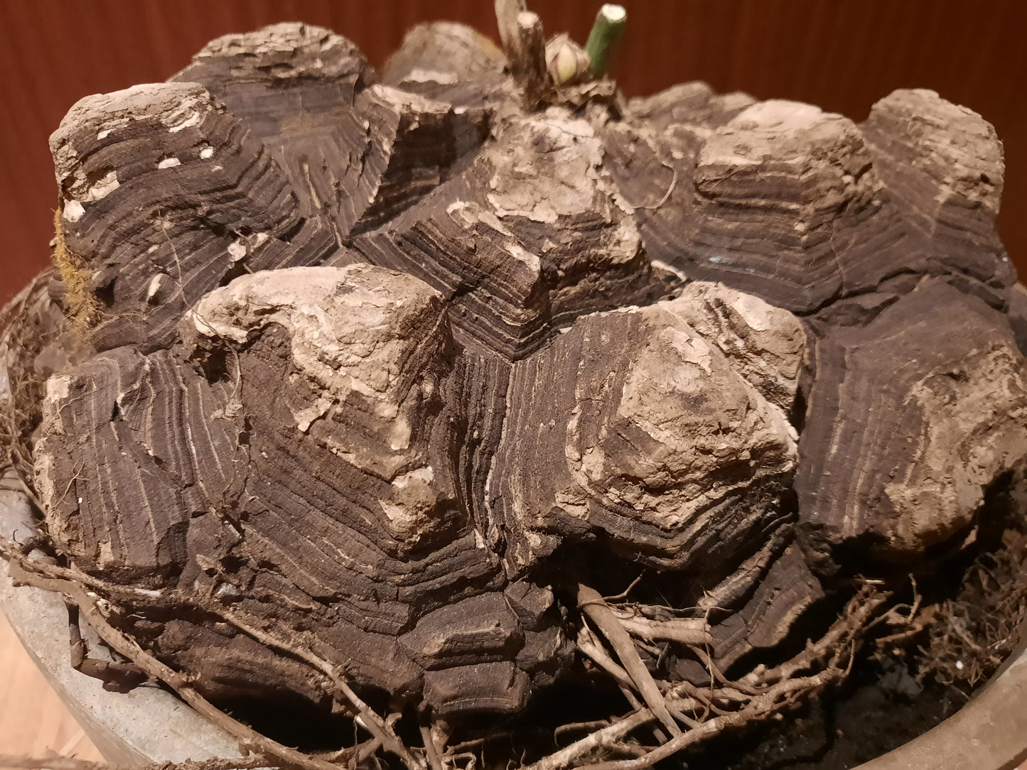 Dioscorea mexicana 28cm
