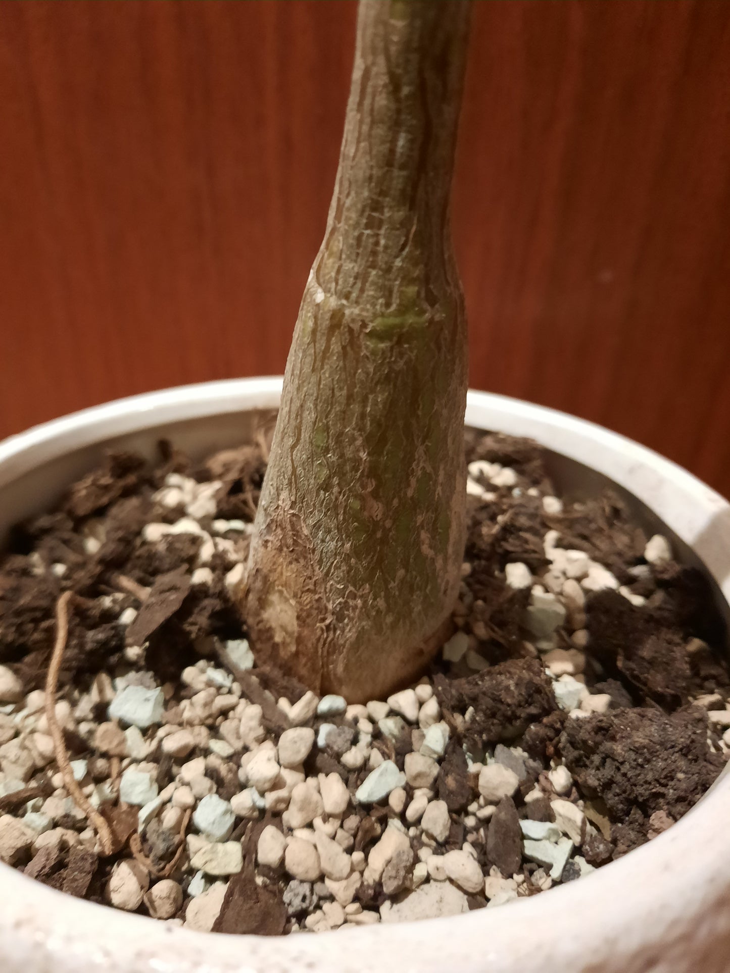 Bombax ellipticum 4cm