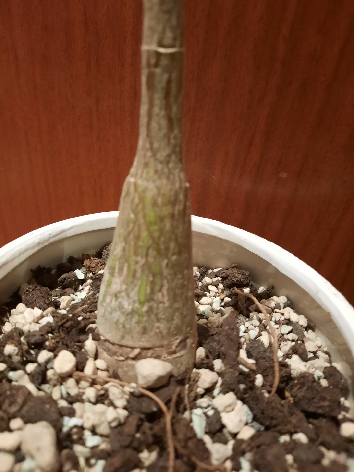 Bombax ellipticum 4cm