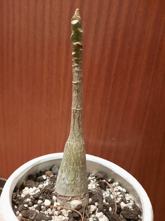 Bombax ellipticum 4cm