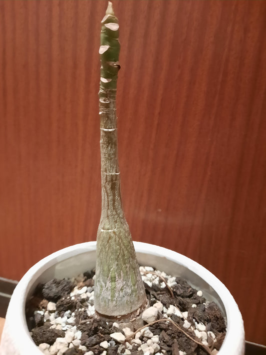 Bombax ellipticum 4cm
