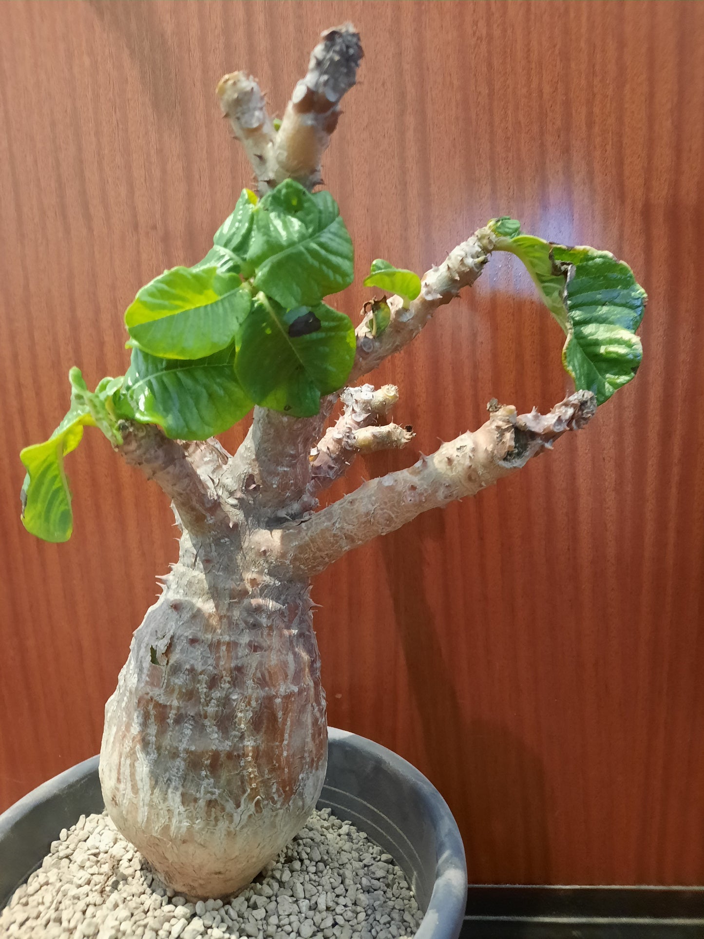 Pachypodium windsorii 35 cm