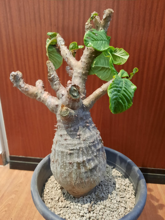 Pachypodium windsorii 35cm