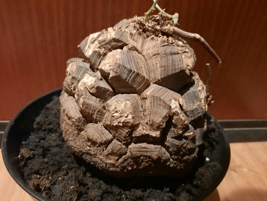 Dioscorea mexicana 16cm