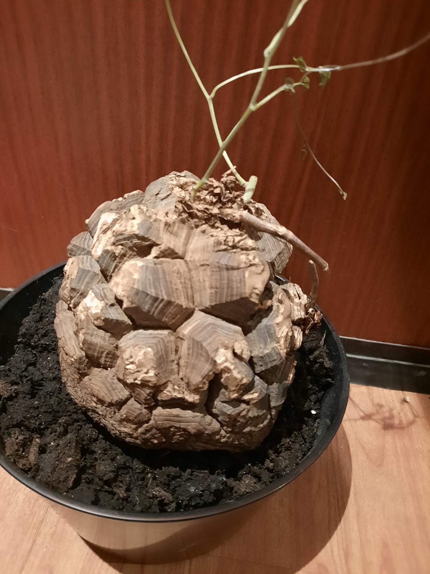 Dioscorea mexicana 16cm
