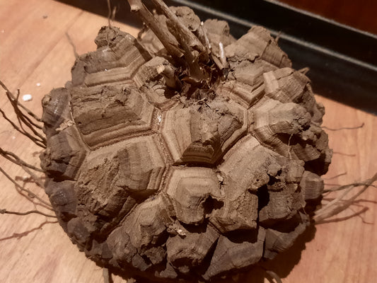 Dioscorea elephantipes 13cm