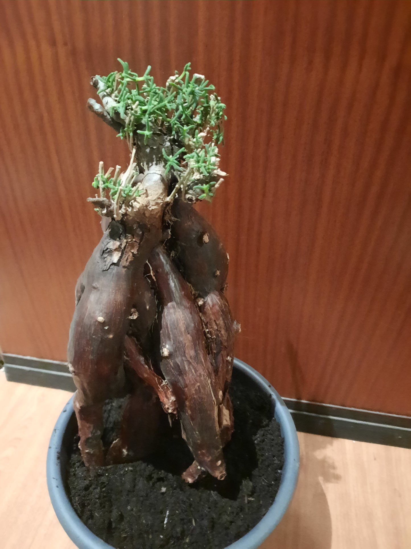 Mestoklema tuberosum 35cm