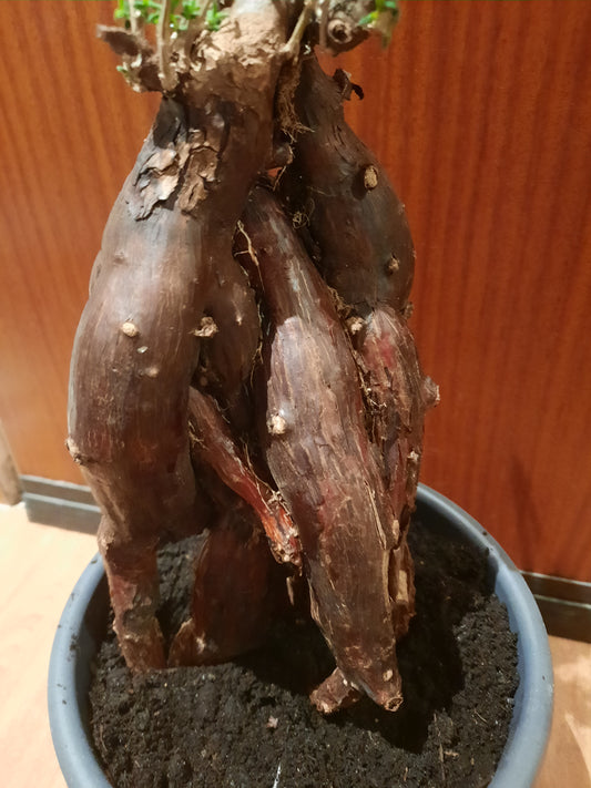 Mestoklema tuberosum 35cm