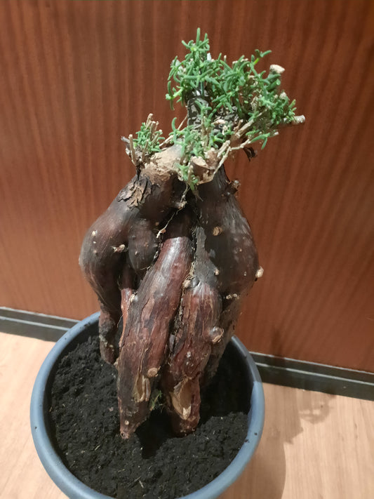 Mestoklema tuberosum 35cm