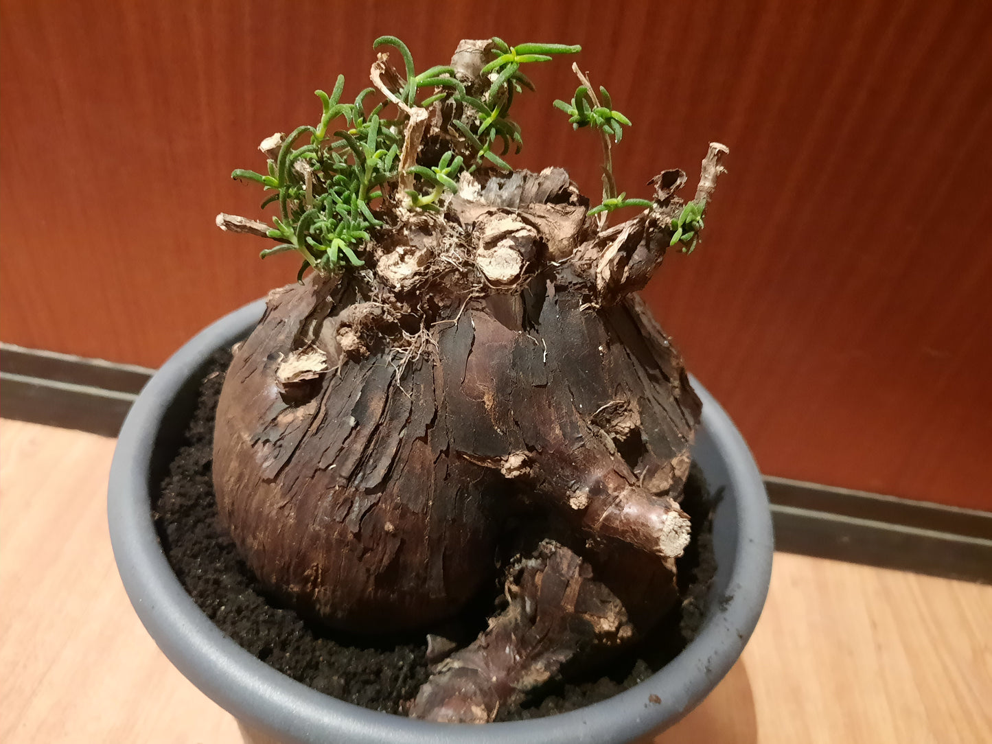 Mestoklema tuberosum 20cm
