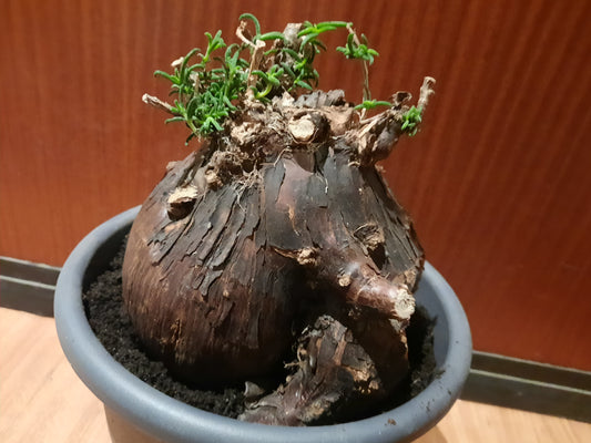 Mestoklema tuberosum 20cm