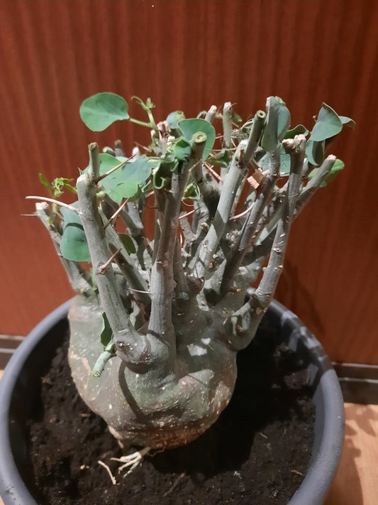 Adenia spinosa 11cm