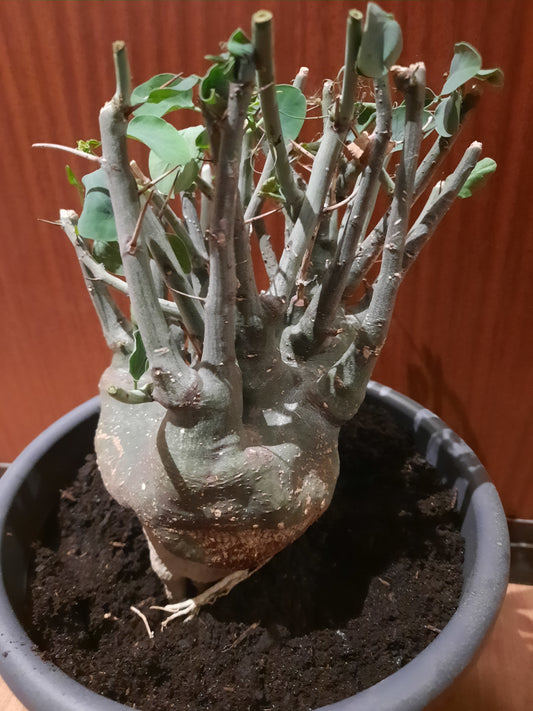 Adenia spinosa 11cm